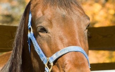 The Fulton County Fair will be July 23-28 and will feature four nights of events for horse lovers again this year