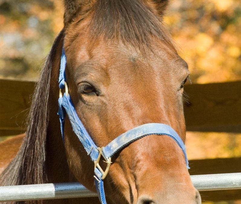 The Fulton County Fair will be July 23-28 and will feature four nights of events for horse lovers again this year