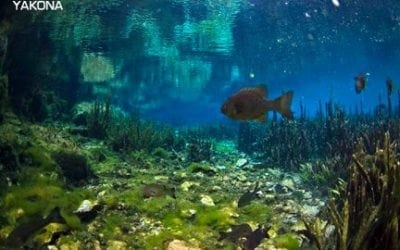 Ozark Foothills FilmFest Receives NEA Challenge America Grant Award