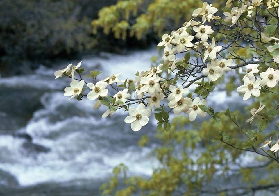 2017 DOGWOOD DAYS FESTIVAL May 13 at Salem, Join us!!!