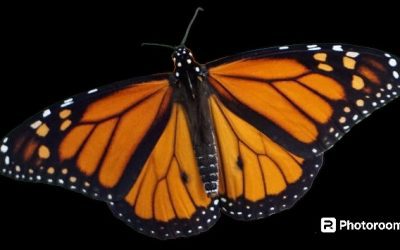 Butterfly Garden Gets a Decorative Wall