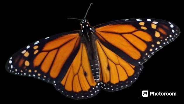 Butterfly Garden Gets a Decorative Wall